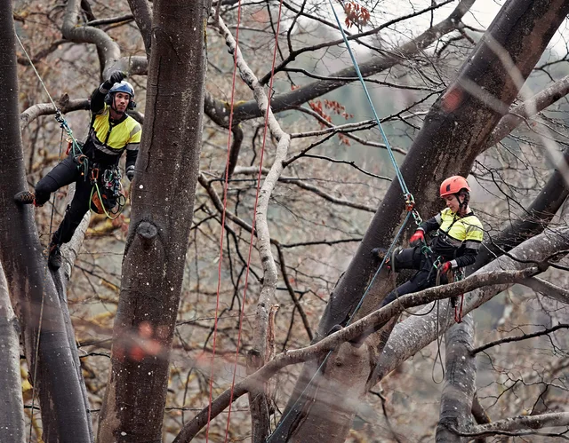 Tales from the treetops