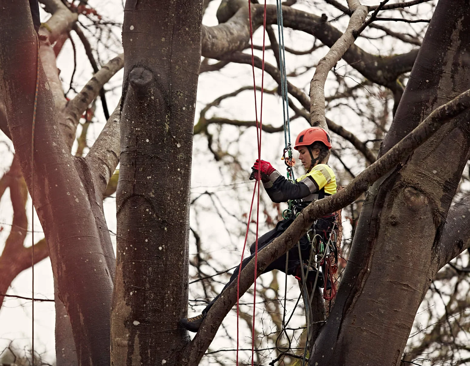 arborist_trädakuten_fristads_mobile3