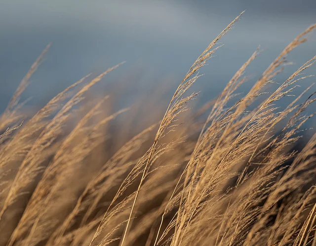 Klicka här för att beställa log in