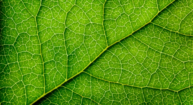 GREEN TYÖVAATTEET